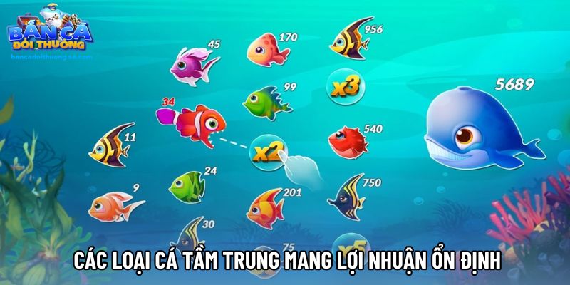  Các loại cá tầm trung mang lợi nhuận ổn định